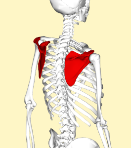 Scapula_-_lateral_view2